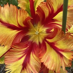 Meet your Posher, Betty